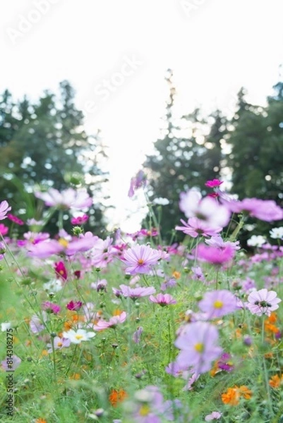 Obraz 風に揺れるコスモス