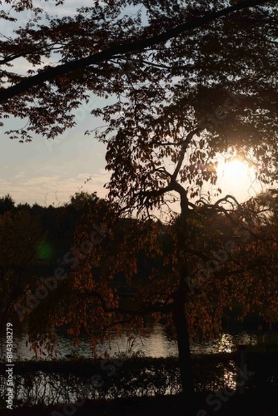 Obraz 夕日に映える池と桜