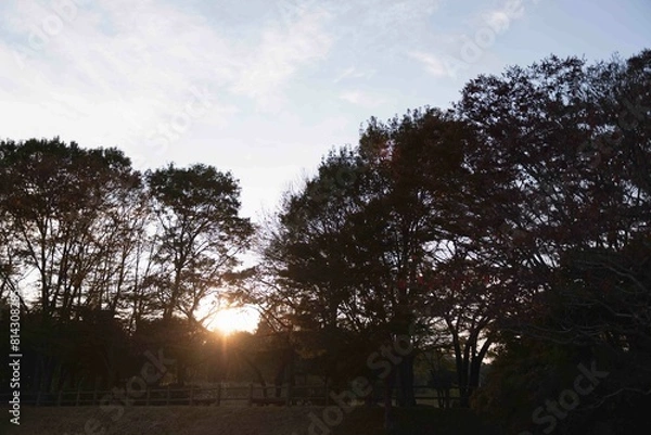 Obraz 木々の間から見える夕日