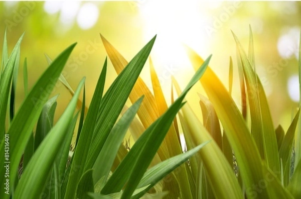 Fototapeta the sun shining on green grass in a field