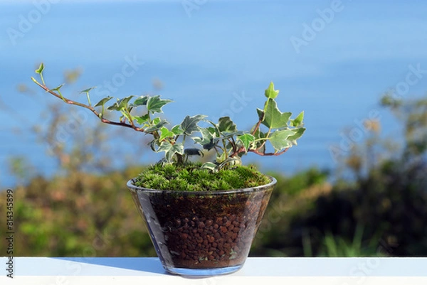 Fototapeta 海が見える高台にへでらを植え付けたガラス器