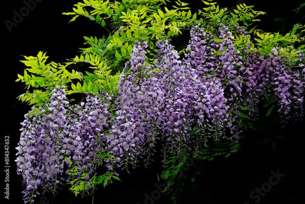 Obraz 自然に生えた藤の花