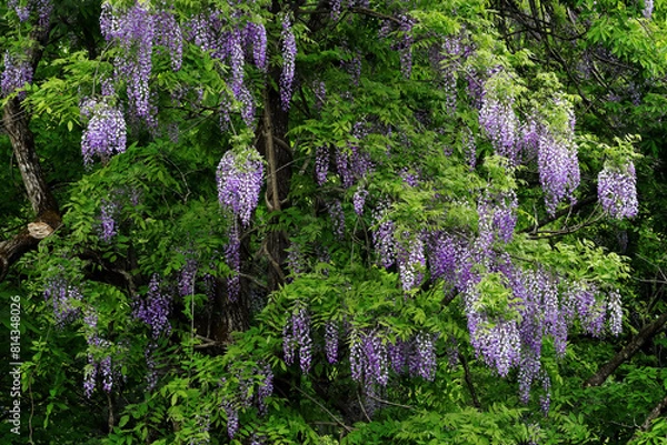 Obraz 大木を覆い被さる藤の花