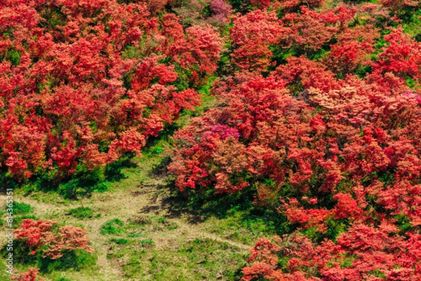 Fototapeta 山肌染める真っ赤なツツジ
