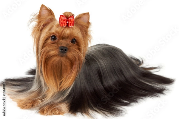 Obraz One Yorkshire Terrier isolated on white