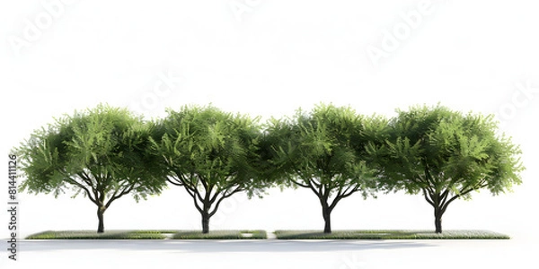 Obraz Group of Green Trees Isolated on White Background