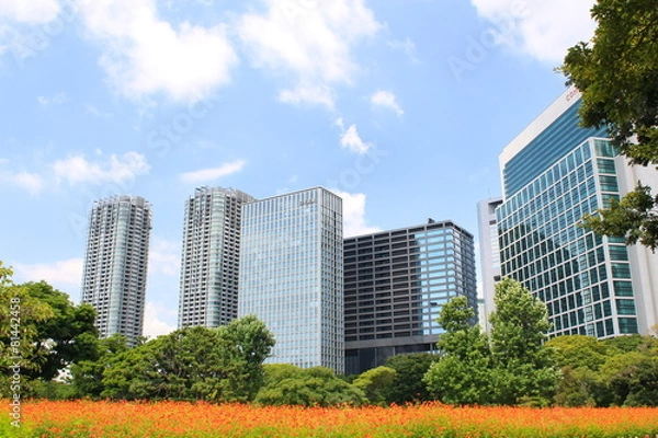 Fototapeta 浜離宮恩賜庭園　夏のキバナコスモスと汐留高層ビル群