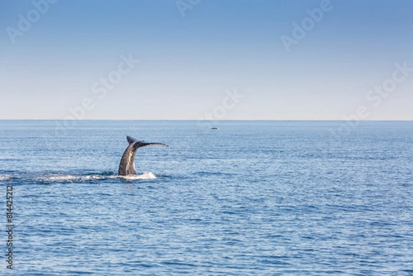 Fototapeta humpback whale 