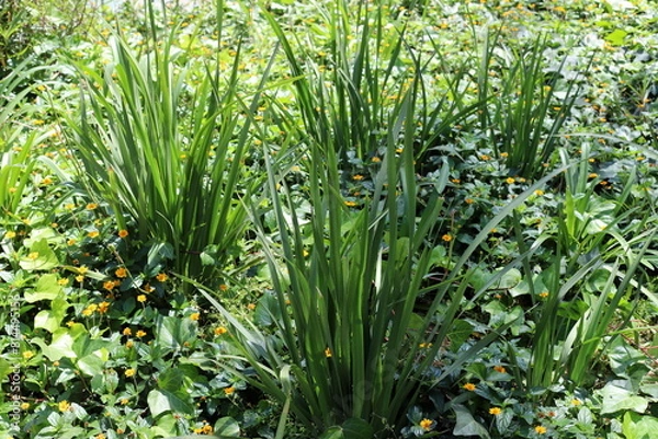 Fototapeta Natural green abstract background.Tree branches and leaves close up.