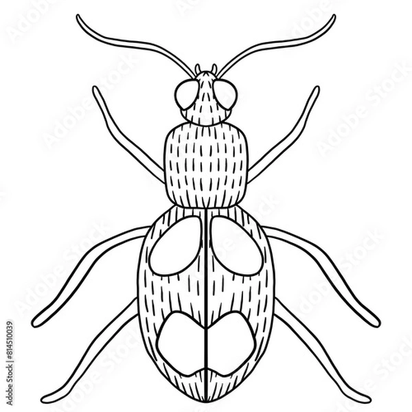 Obraz Beetle Line Art