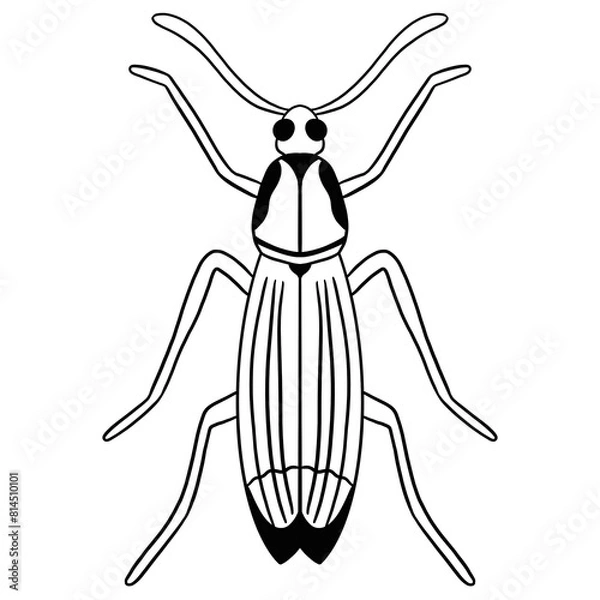 Obraz Beetle Line Art