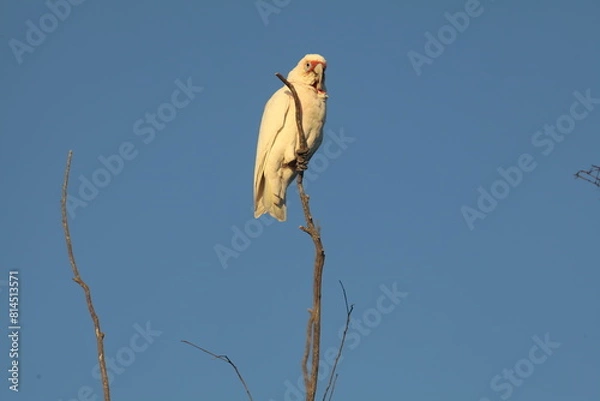 Fototapeta corella