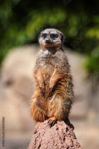 Fototapeta merkat suricata sitting and watching some predator