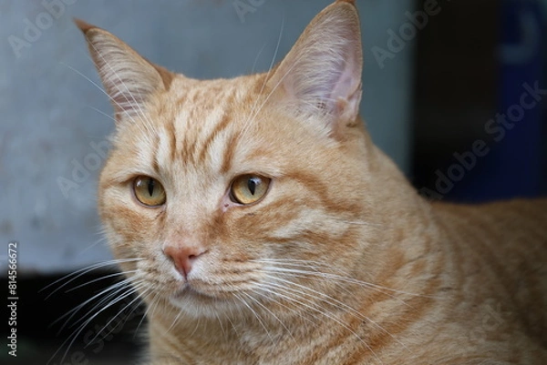 Obraz Red cat with orange eyes.