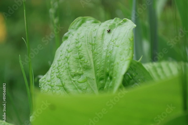 Obraz Grass covered with morning dew.