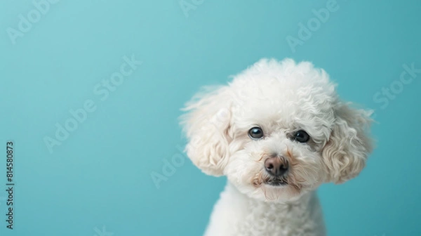Fototapeta A cute white Bichon Frise looking at the camera, on a solid light blue background, with empty copy space