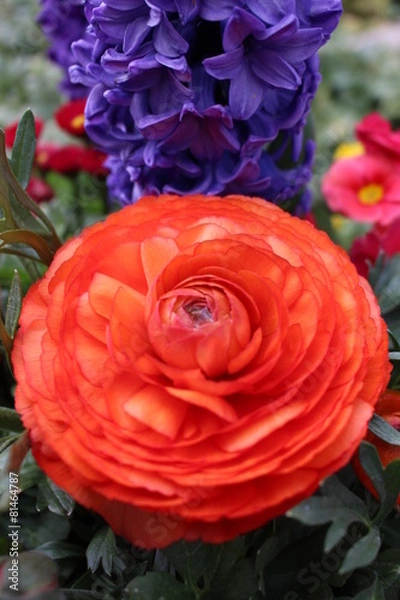 Fototapeta ranunculus