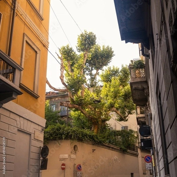 Obraz tree