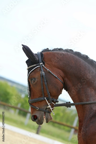 Obraz Closeup of a horse portrait during competition training