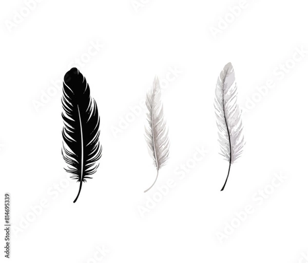 Obraz Feather | Minimalist and Simple set of 3 Line White background