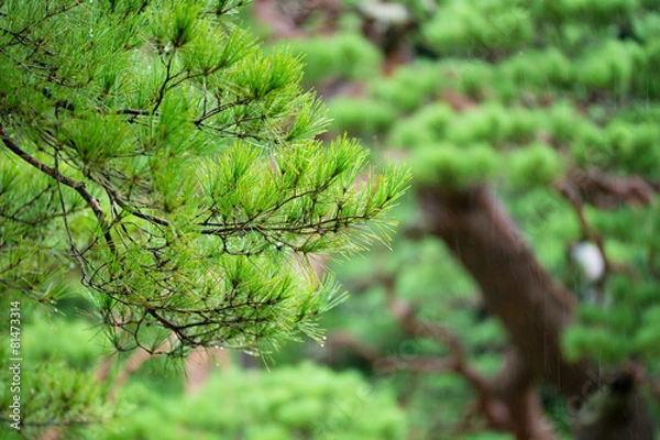 Fototapeta 雨の六義園と松