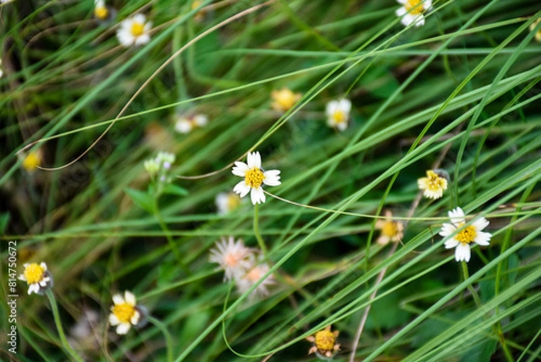 Obraz Tridax Daisy or Coat buttons there are yellow and white flowers are shaped like stars and slender green leaves on a blurry background.
