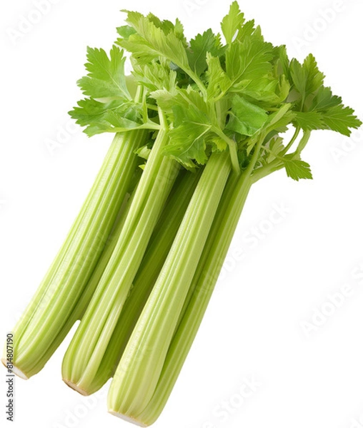 Fototapeta celery isolated on white