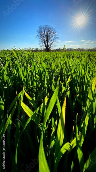 Obraz Dia de primavera