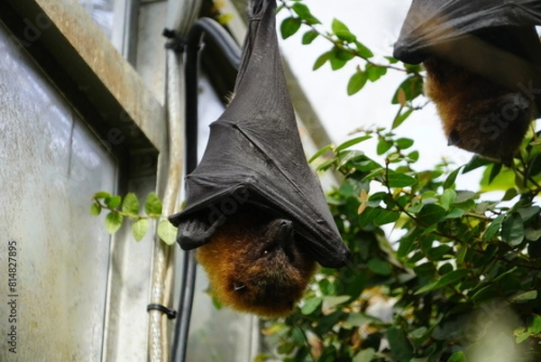 Obraz Rodrigues flying fox
