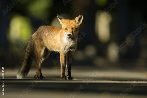 Fototapeta Red fox - Vulpes vulpes