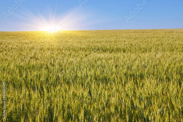 Fototapeta Golden wheat field, forest strip and clear blue sky on a sunny day.