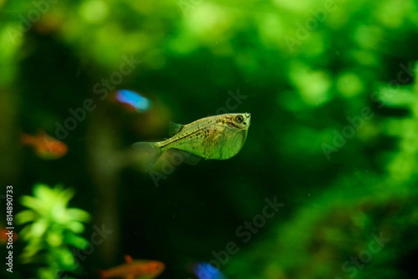 Obraz レヴィス・ハチェット