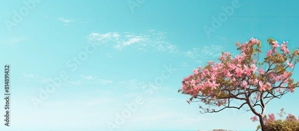 Obraz A tropical Hawaiian tree with delicate pale pink flowers blooming against a stunning backdrop of a turquoise blue sky providing ample copy space for images
