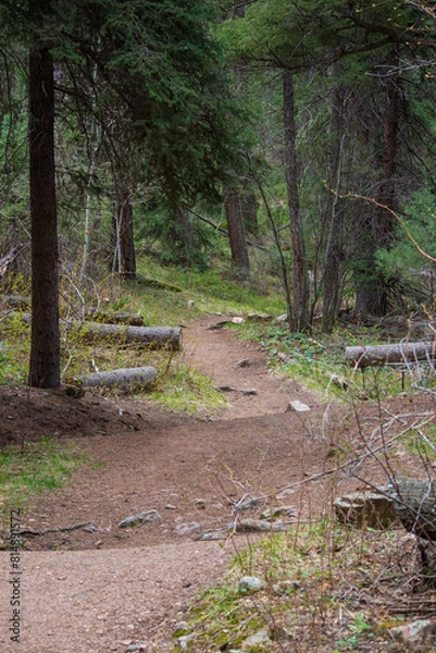 Obraz portrait view of a trail in the rocky mountain forest