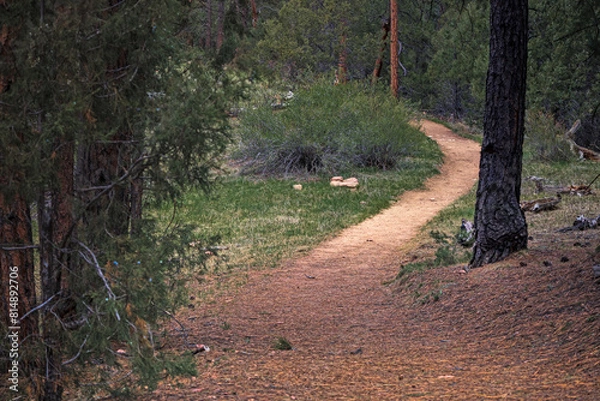 Obraz Hiking Trail in the Woods