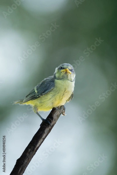 Obraz Blaumeise, Ästling 