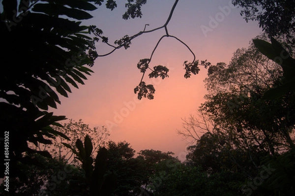 Obraz Colorful and beautiful tropical Rainforest at Dusk, Costa Rica