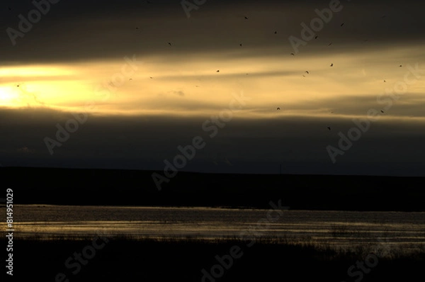 Obraz Agro-Steppe Wetland's Sky at Dusk with Harriers Returning to Roost, Spain