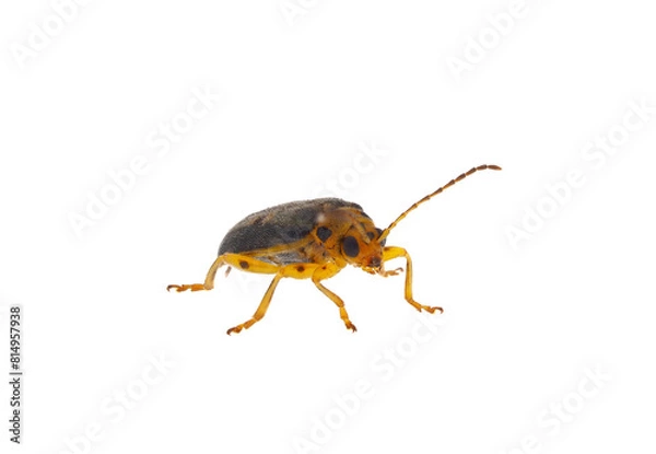Fototapeta Elm leaf beetle isolated on white background, Xanthogaleruca luteola