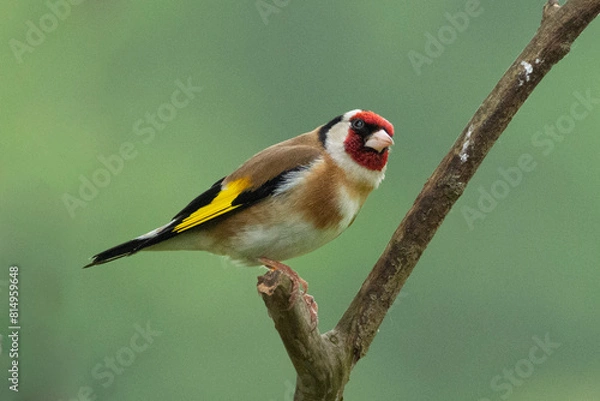 Obraz Distelfink, Stieglitz