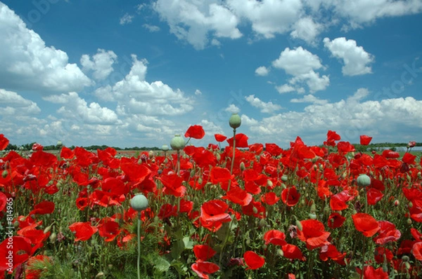Obraz poppy field