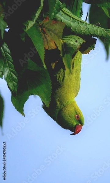 Obraz Halsbandsittich 