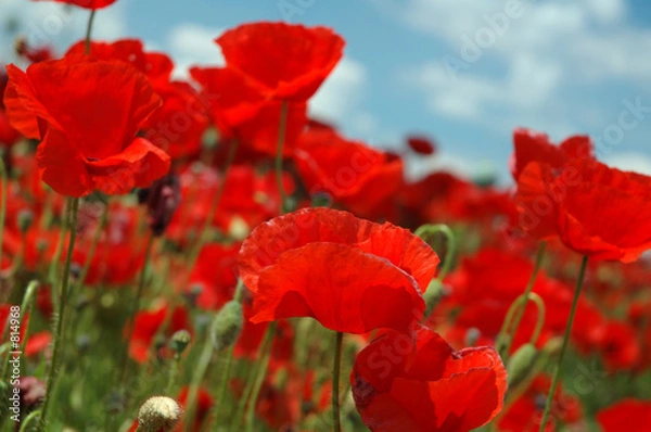 Obraz poppie flowers