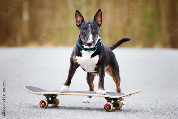 Fototapeta dog on a skateboard