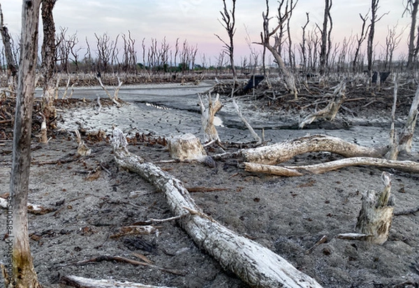 Fototapeta Destroyed mangrove forest scenery, Mangrove forests are destroyed and loss from the expansion of habitats. Expansion of habitats destruction the environment,mangrove forests degradation