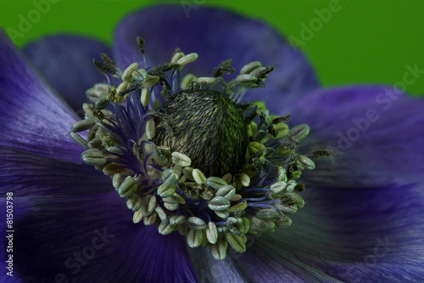 Obraz Anemoon,Anemone coronaria
