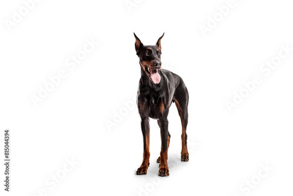 Fototapeta Studio shot of a dobermann pinscher dog