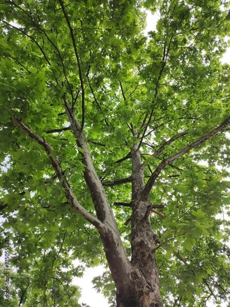 Obraz Acer (Maple) tree in spring