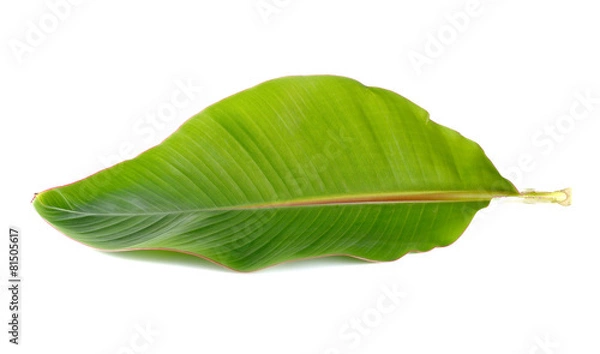 Obraz Young banana leaf on white background.