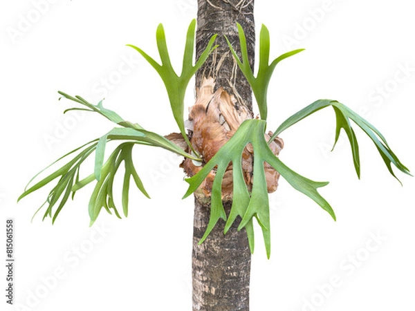 Fototapeta Platycerium bifurcatum also called deer antler, elkhorn fern or common staghorn fern plant clinging and decorating a tree on the street.